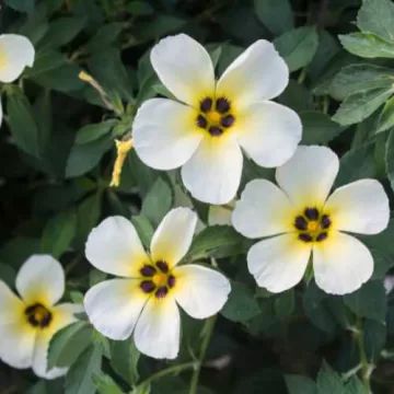 Bunga Pukul Delapan Turnera Subulata 4