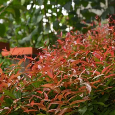 Pucuk Merah Syzygium oleana