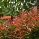 Pucuk Merah Syzygium Oleana